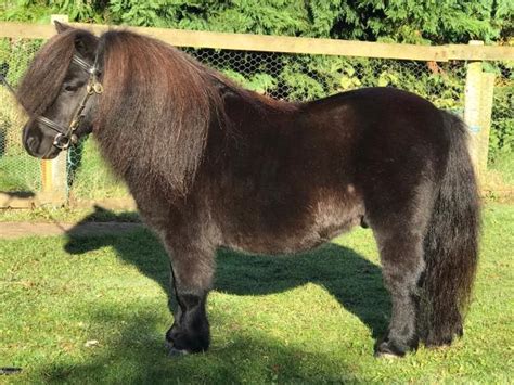 black shetland stallion versace|For Sale: Champlers .